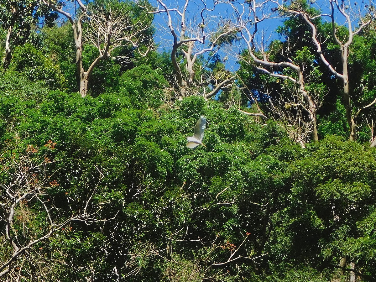 Pacific Reef-Heron - ML369058011