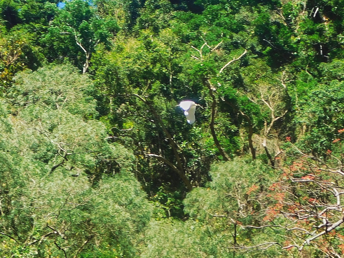 Pacific Reef-Heron - ML369058021