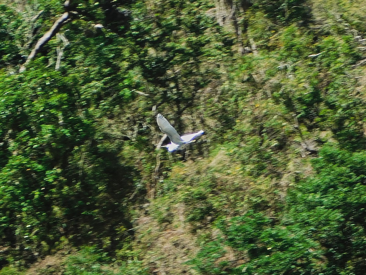 Pacific Reef-Heron - ML369058051