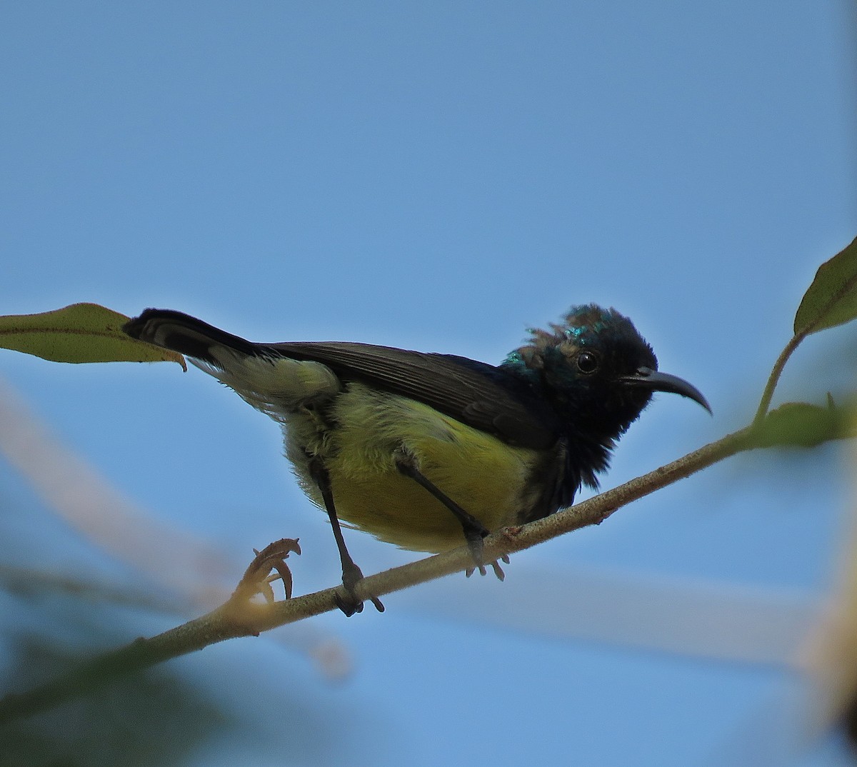 Variable Sunbird (Yellow-bellied) - Ken Burton