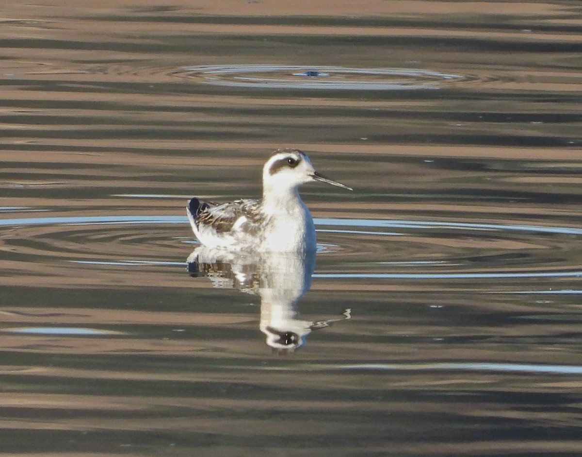 Phalarope à bec étroit - ML369061041