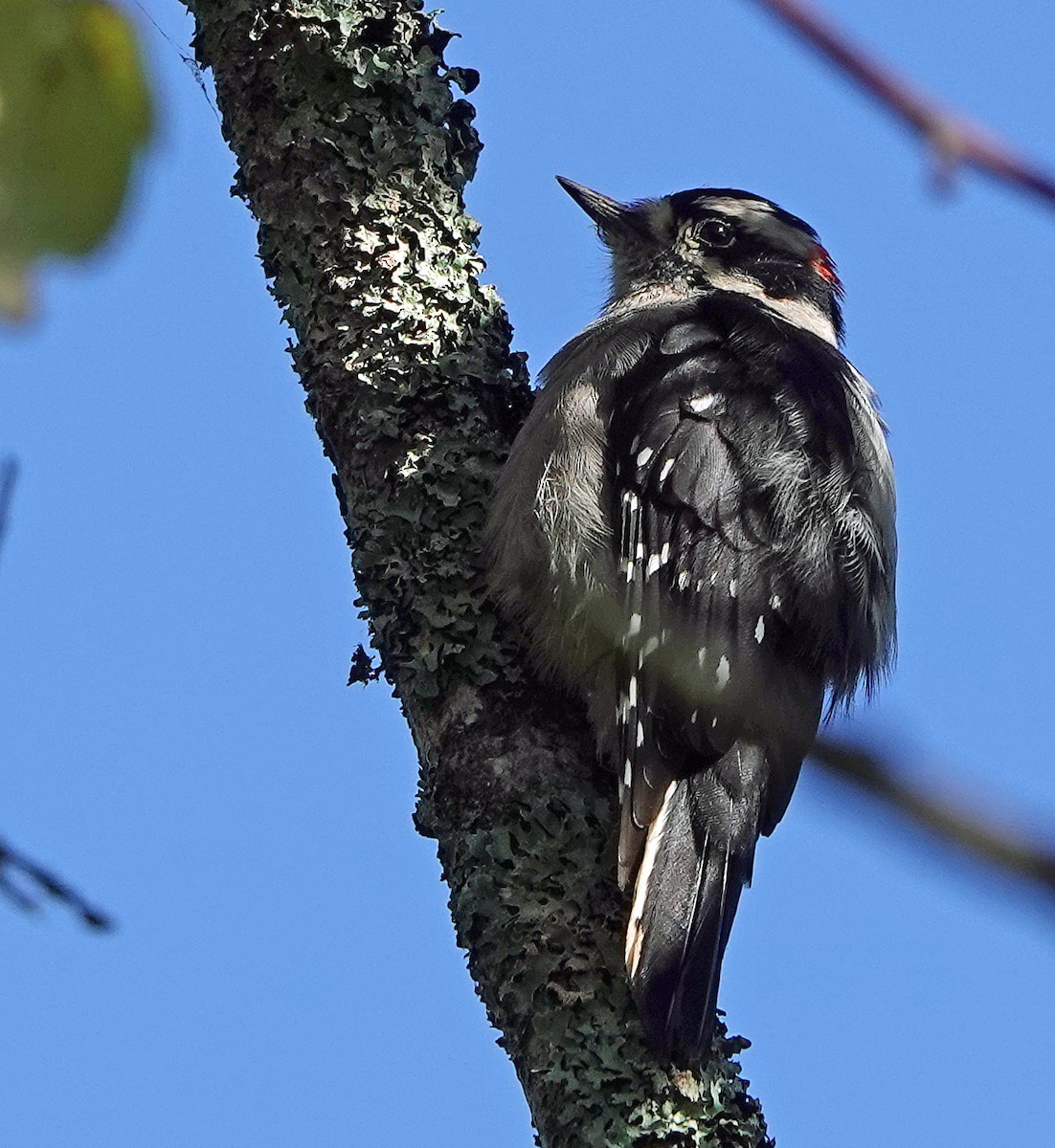 Downy Woodpecker - ML369061501