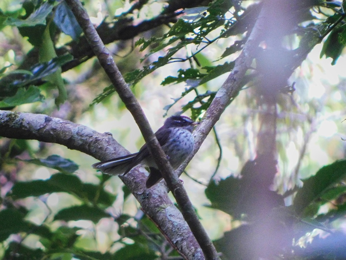 Vanuatu Streaked Fantail - ML369062781