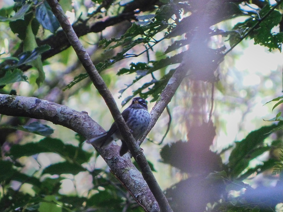 Vanuatu Streaked Fantail - ML369062791