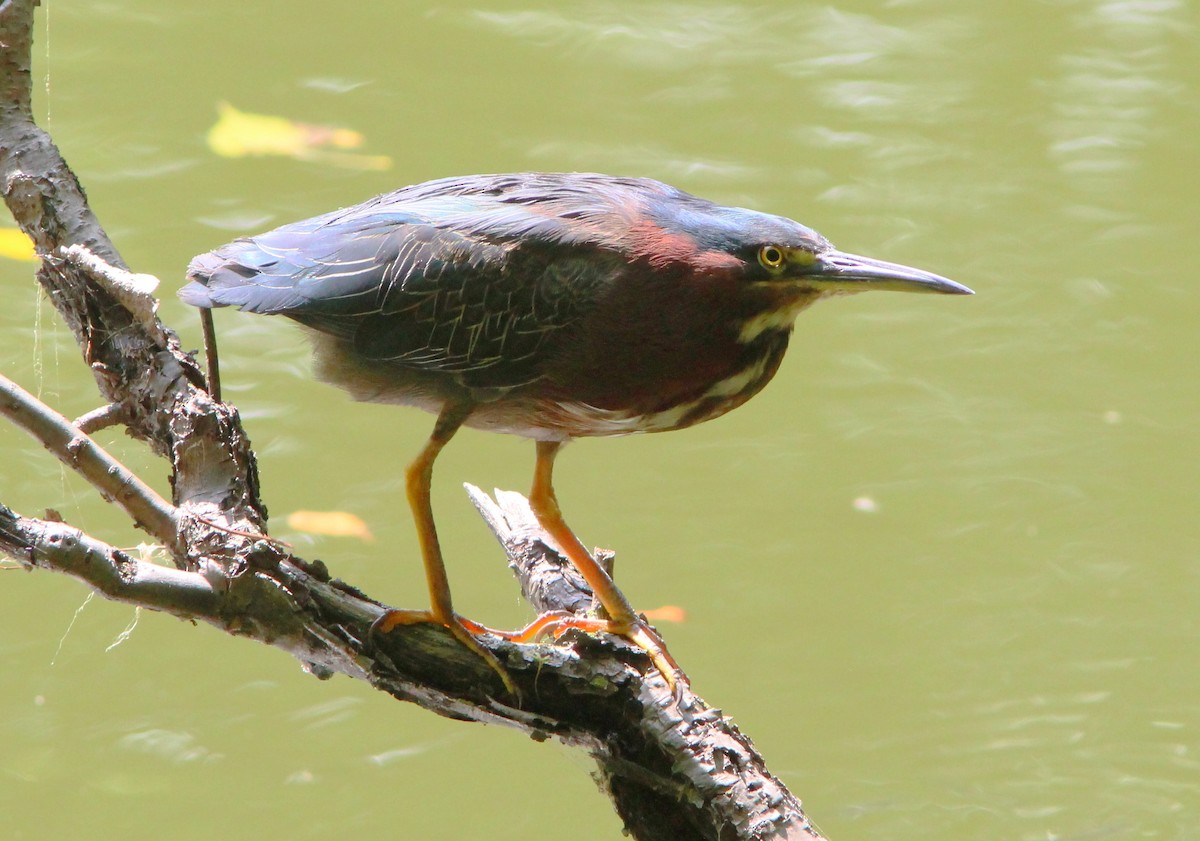 Green Heron - ML36906281