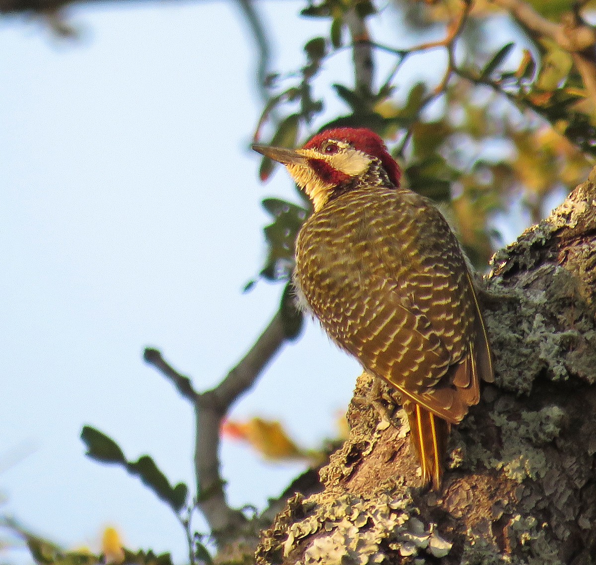 Bennett's Woodpecker (Bennett's) - Ken Burton