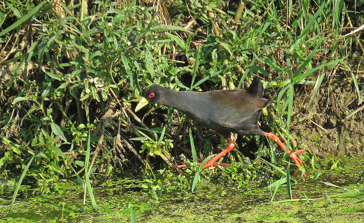 Black Crake - ML369063791