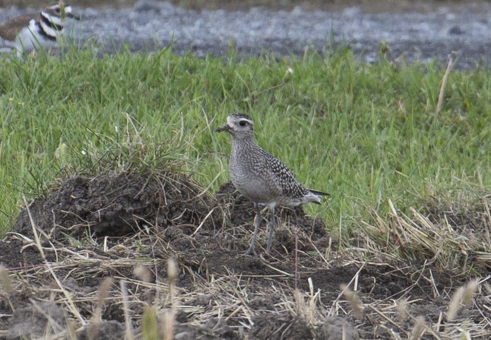 American Golden-Plover - Tom Devecseri