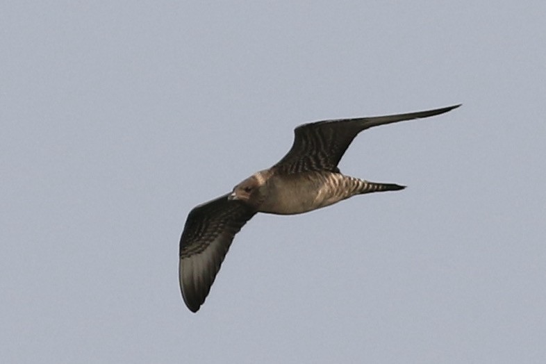 Long-tailed Jaeger - ML369065041