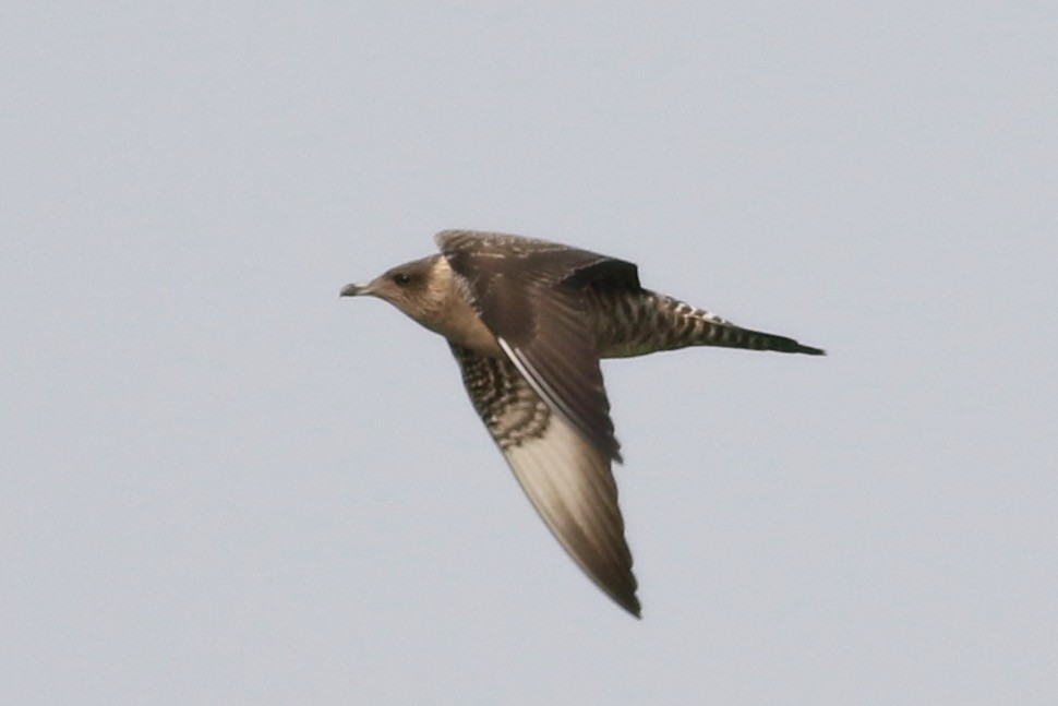 Long-tailed Jaeger - ML369065071