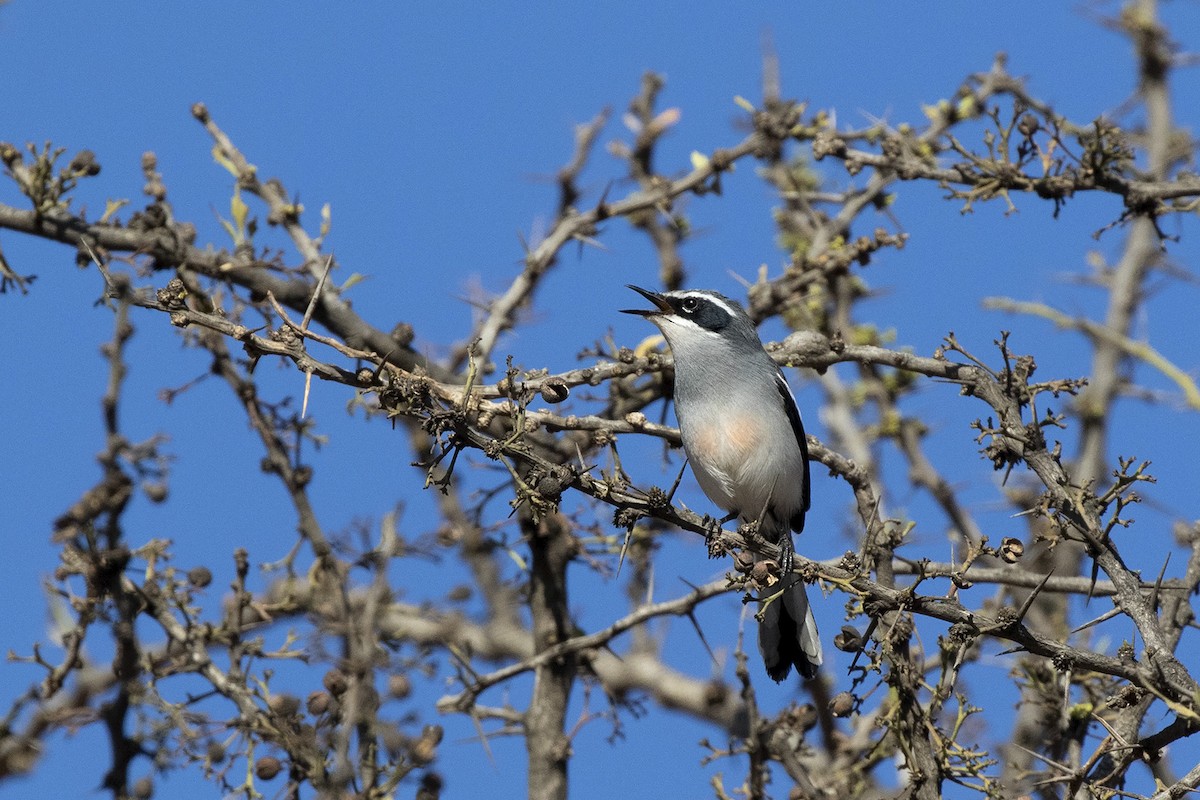 Fairy Flycatcher - ML369065371