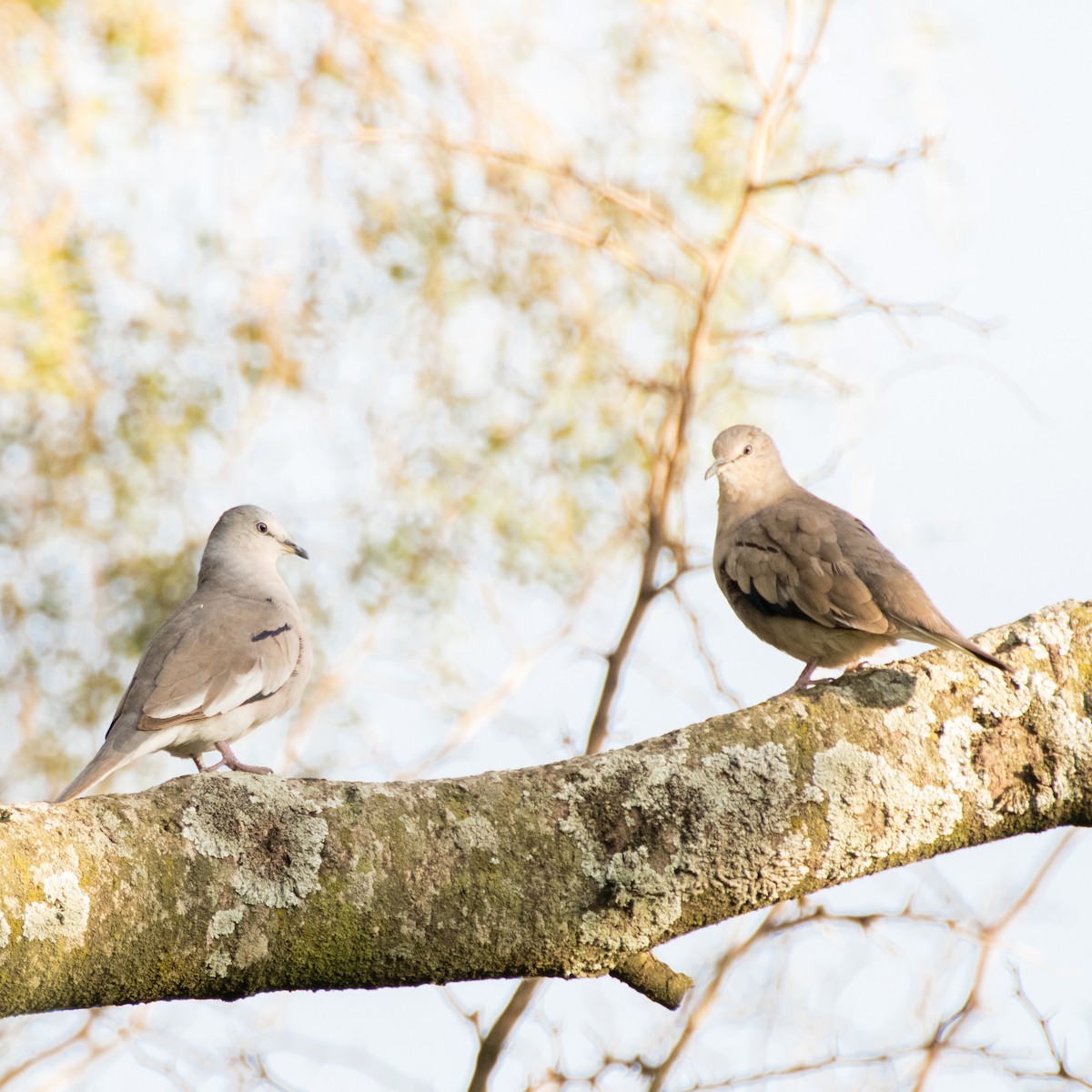 Picui Ground Dove - ML369066371