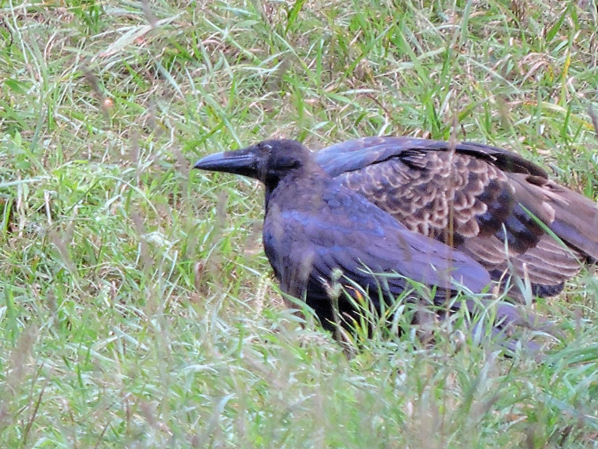 Common Raven - ML369066591