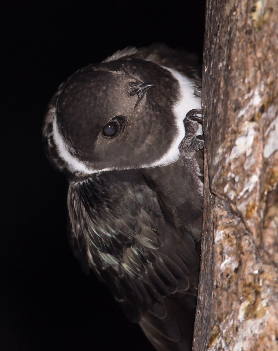 White-collared Swift - Hernán Rojo