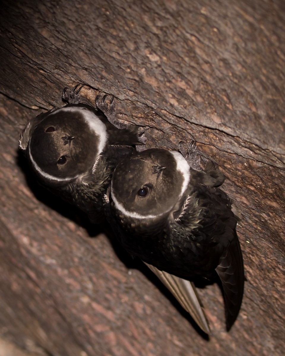 White-collared Swift - Hernán Rojo