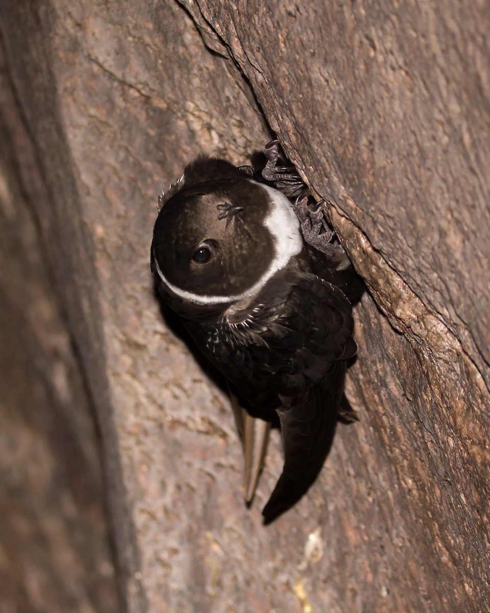 White-collared Swift - Hernán Rojo