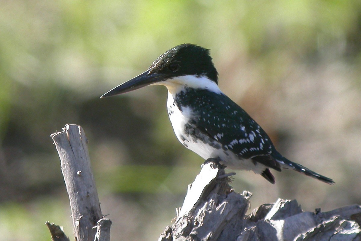 Green Kingfisher - ML369070561