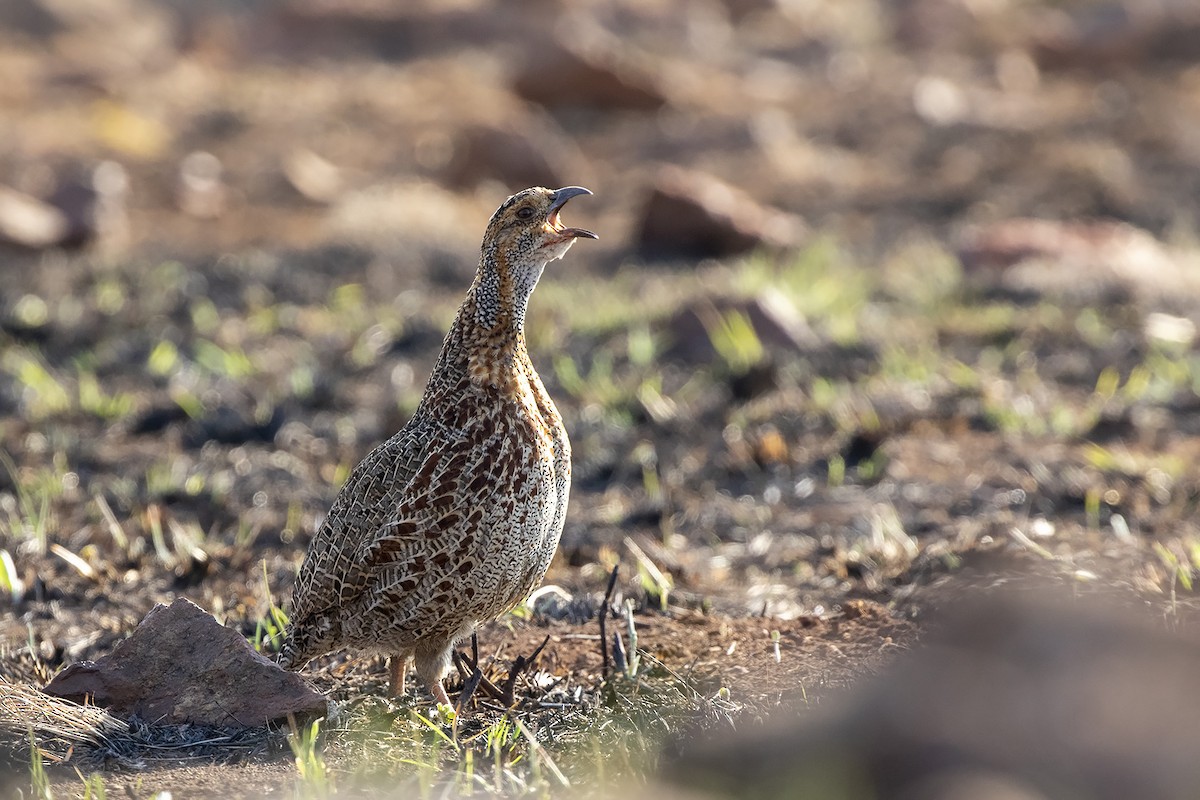 Francolin à ailes grises - ML369072231