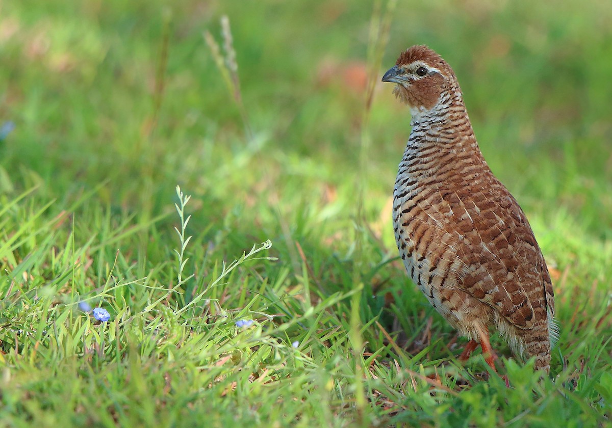 Rock Bush-Quail - ML369072781