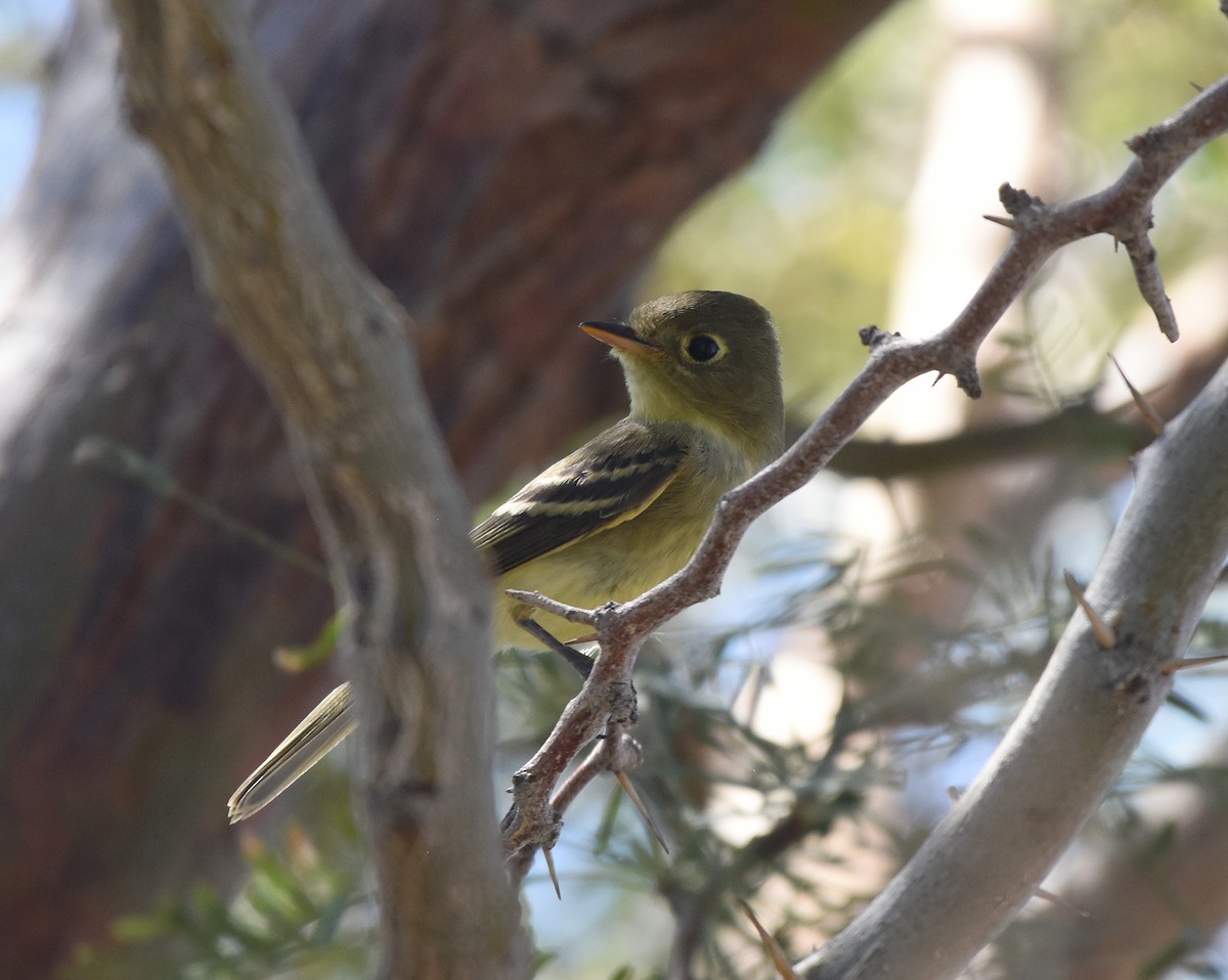 Western Flycatcher (Pacific-slope) - ML369073151