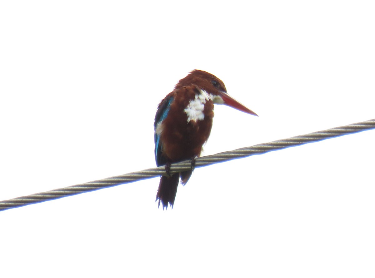 White-throated Kingfisher - ML369073661
