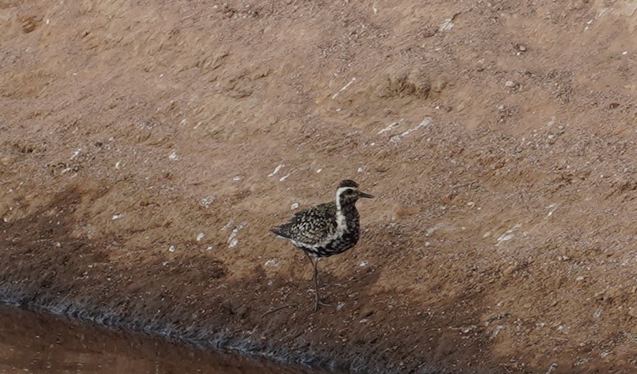 Chorlito Dorado Siberiano - ML369073821