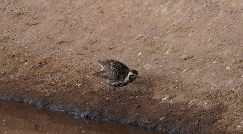 Pacific Golden-Plover - ML369073841