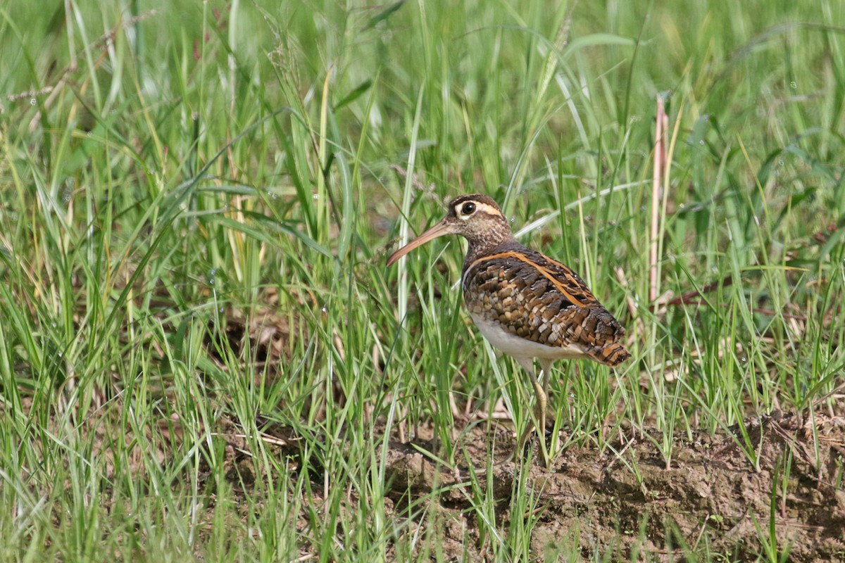 Greater Painted-Snipe - Charley Hesse TROPICAL BIRDING