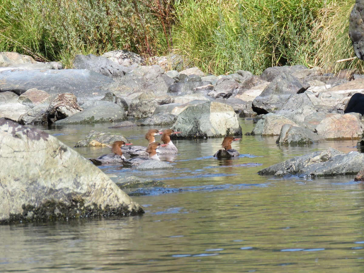 Common Merganser - George Chrisman