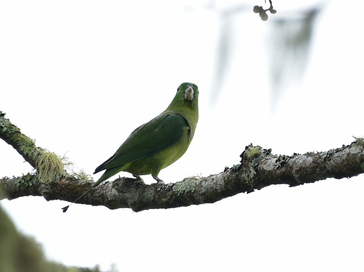 Mindanao Racquet-tail - Latha  Prabhakaran