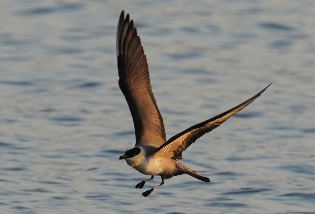 Long-tailed Jaeger - ML369077881