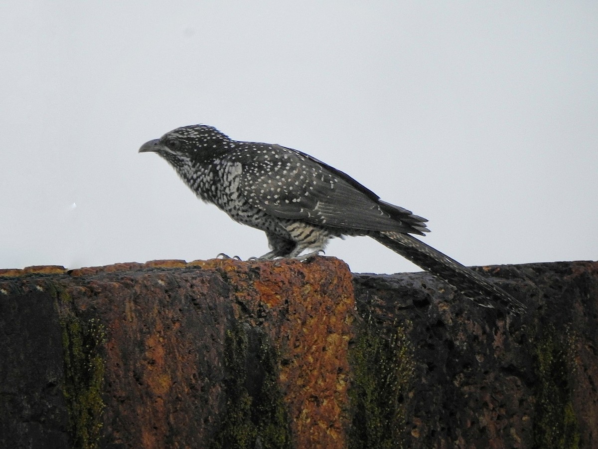 Asian Koel - Afsar Nayakkan