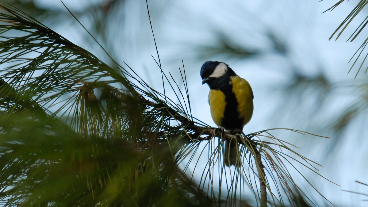 Great Tit (Great) - ML369081391