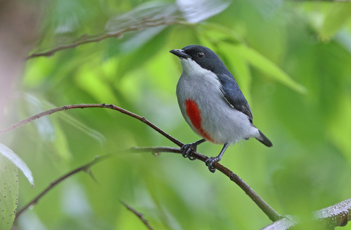 Red-keeled Flowerpecker - Robert Hutchinson / Birdtour Asia
