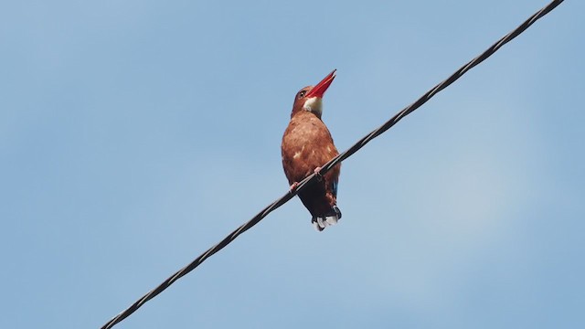 Brown-breasted Kingfisher - ML369083001