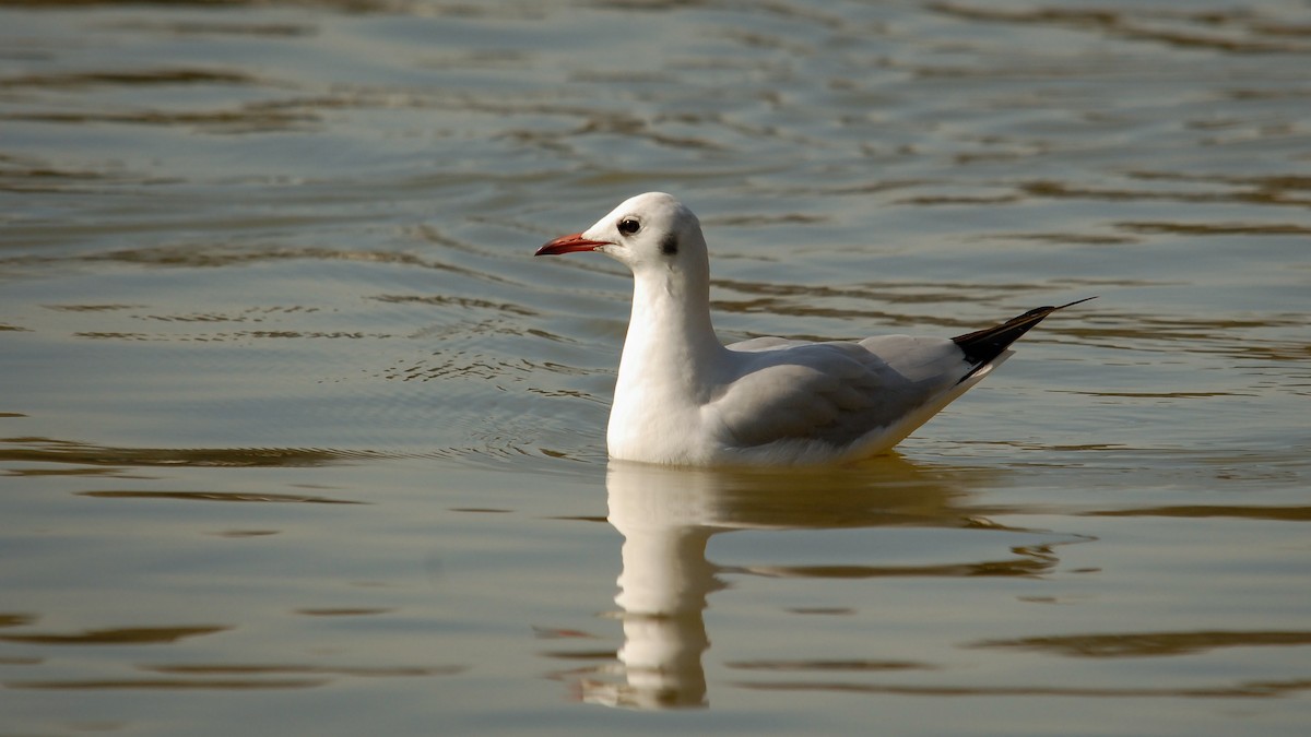 Mouette rieuse - ML369083221