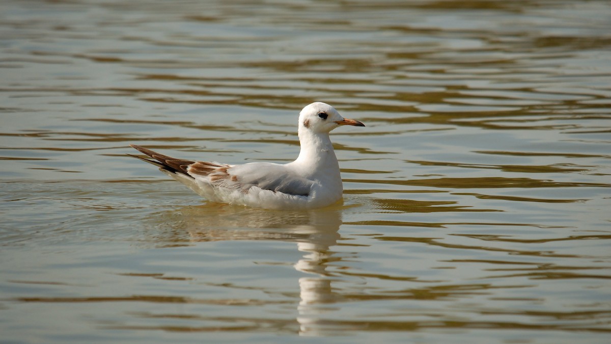 Mouette rieuse - ML369083291