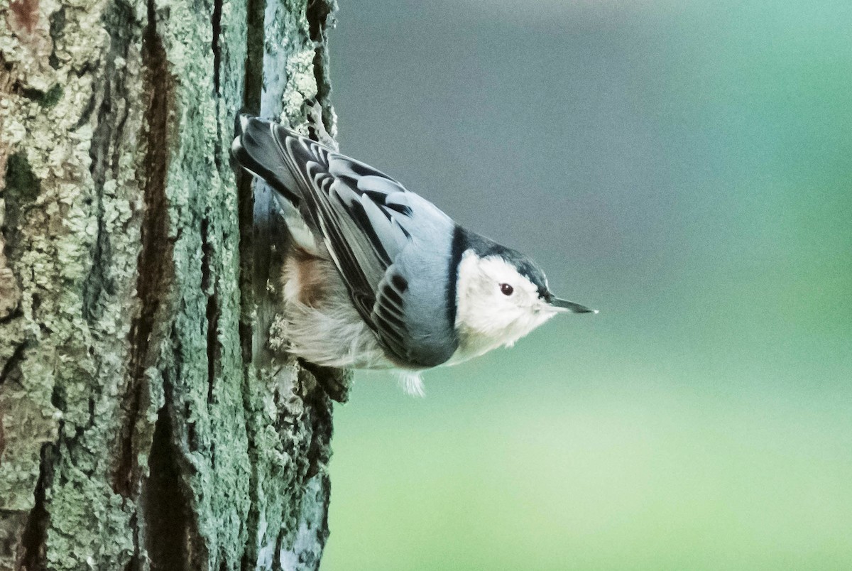 White-breasted Nuthatch - ML36908331