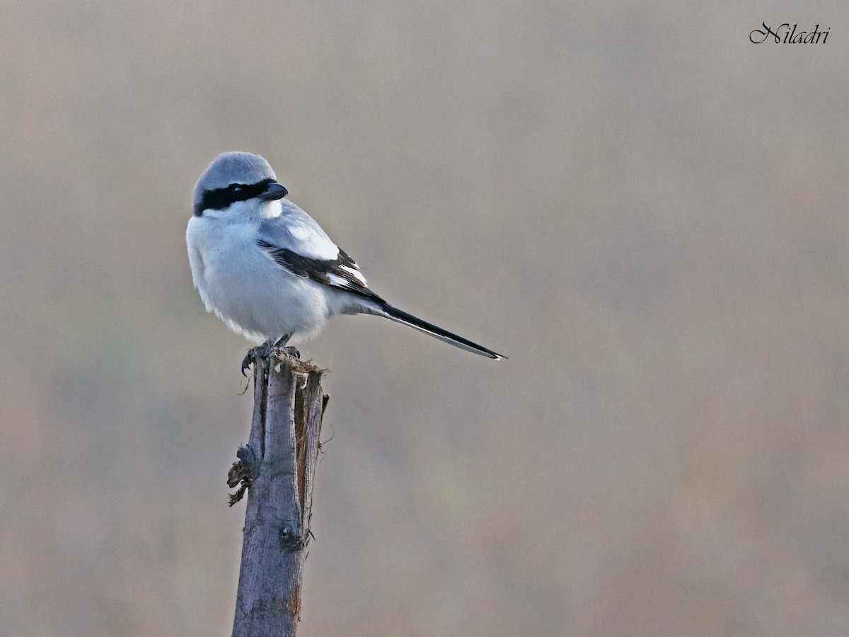 Great Gray Shrike - ML369083501