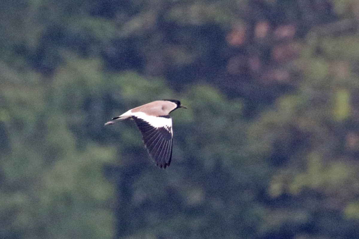 River Lapwing - Charley Hesse TROPICAL BIRDING