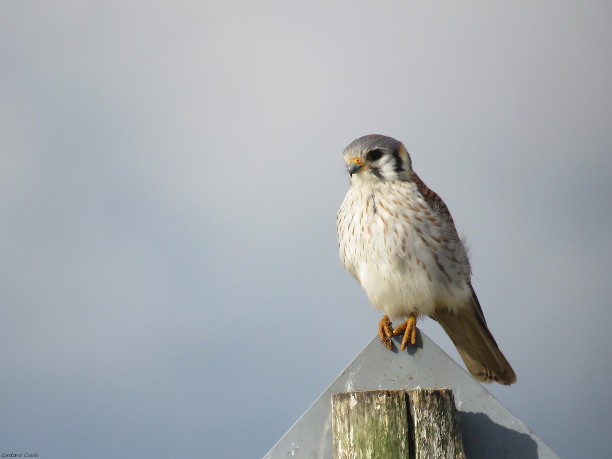 American Kestrel - ML36908521