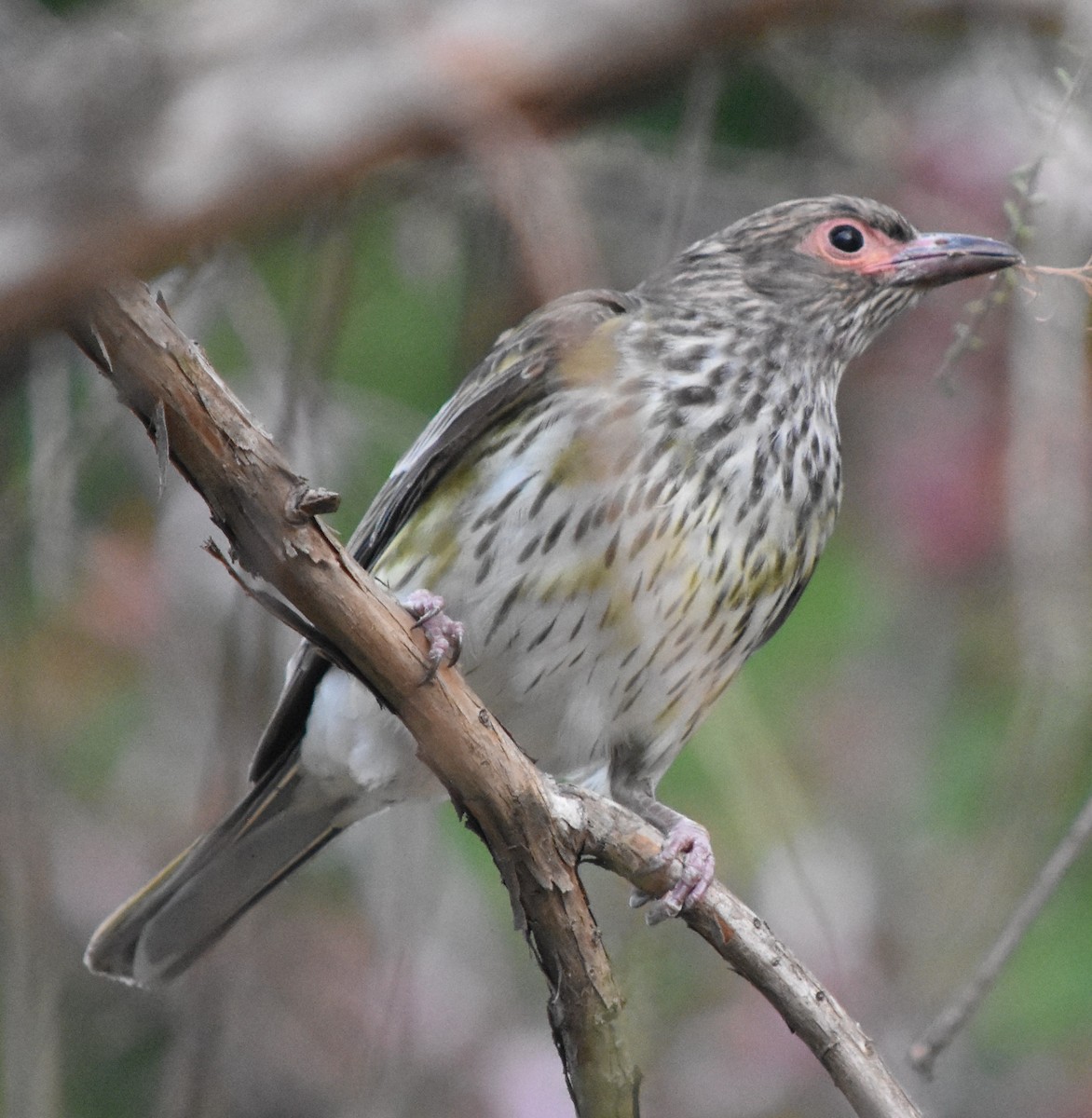 Australasian Figbird - ML369085991