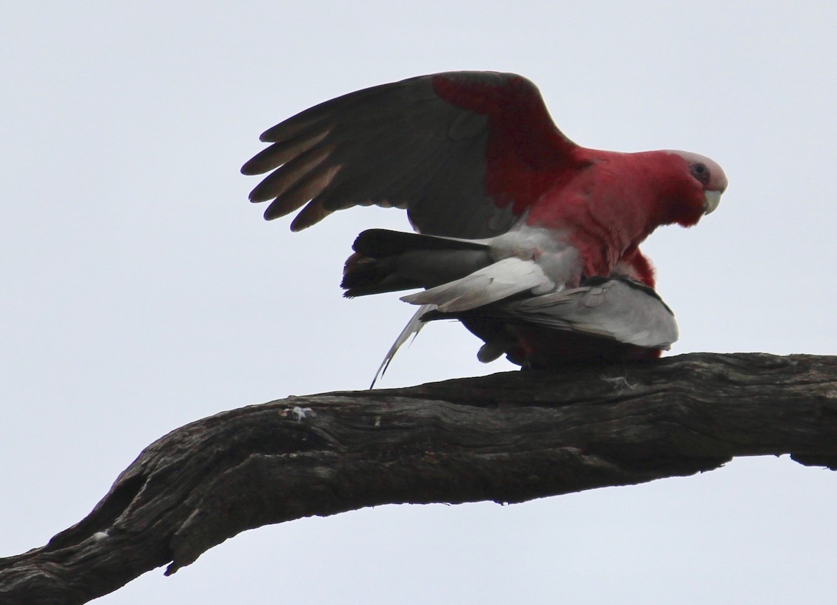 kakadu růžový - ML369088361