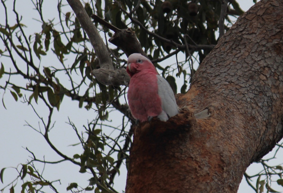 kakadu růžový - ML369088431