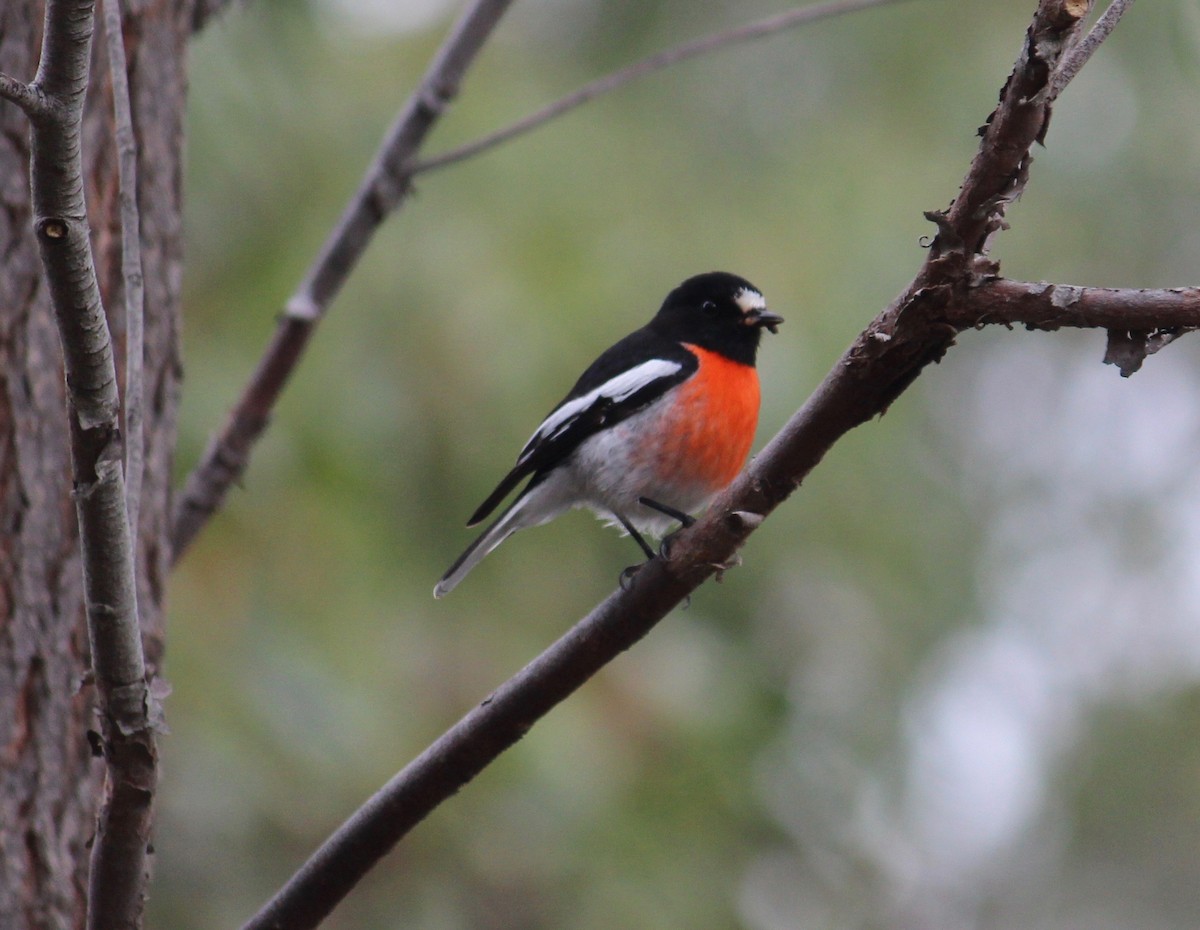 lejsčík šarlatový - ML369088491