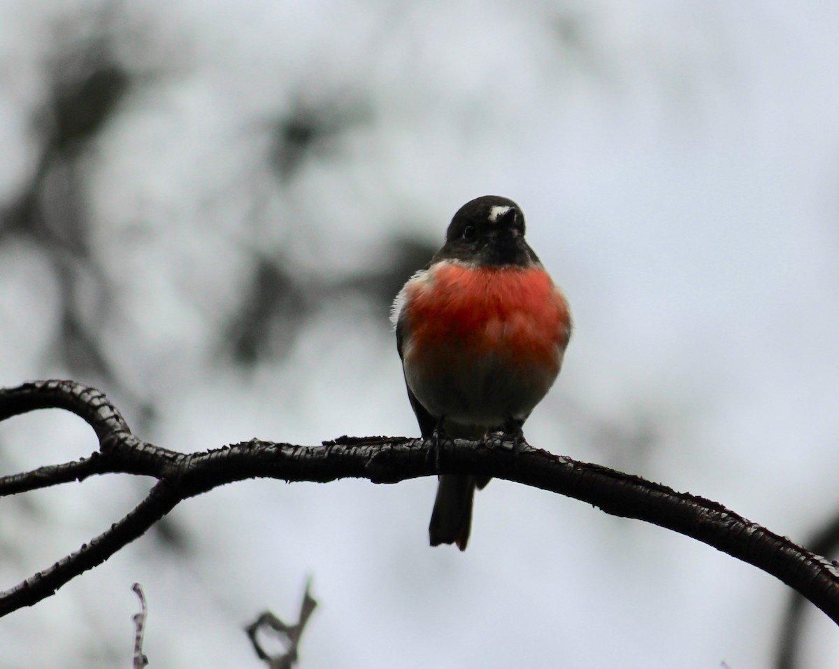 lejsčík šarlatový - ML369088501