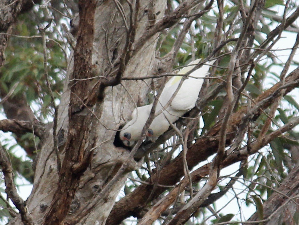 kakadu naholící - ML369089261