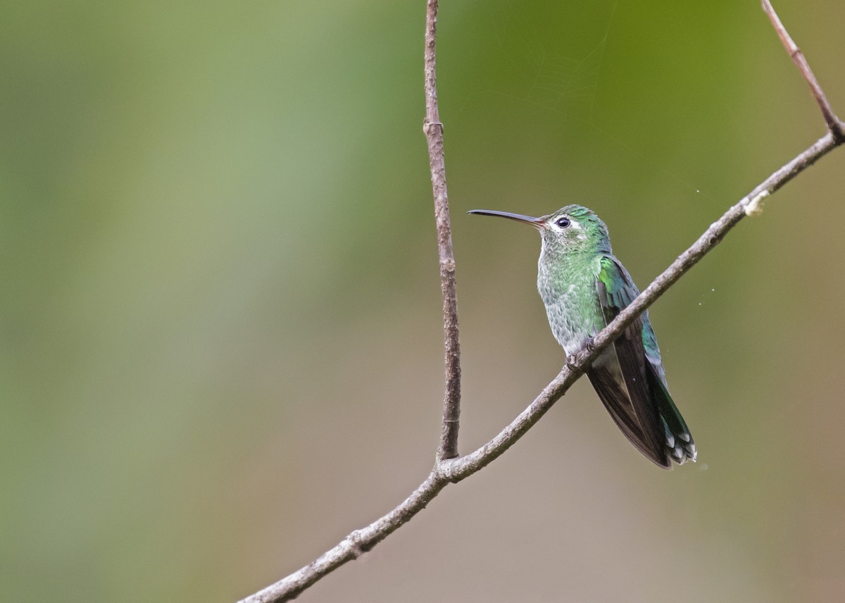 kolibřík zelenoocasý - ML369091281
