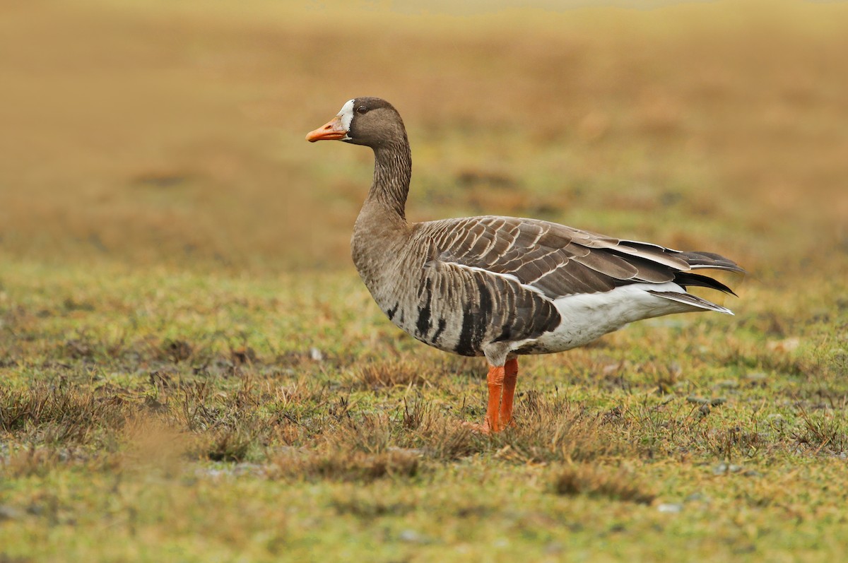 Greater White-fronted Goose (Greenland) - Ryan Schain