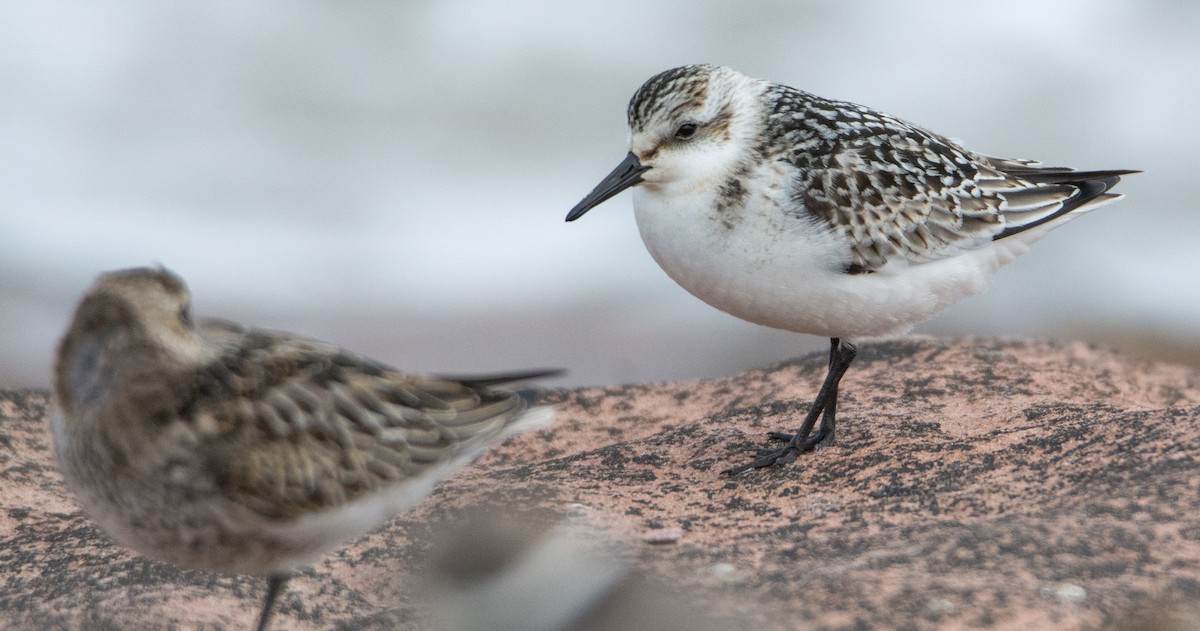 Bécasseau sanderling - ML369093811